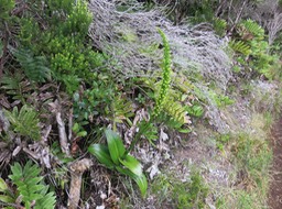 18. Benthamia latifolia - Ø - Orchidaceae -endémique La Réunion et île Maurice.