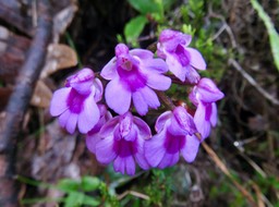19.  Physoceras castillonii  - Ø - Orchidacea  -endémique Réunion
