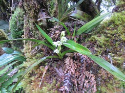2. Angraecum striatum - Ø - Orchidaceae