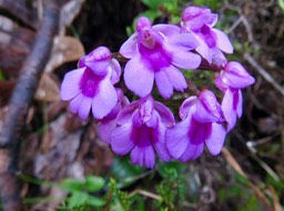 20.  Physoceras castillonii  - Ø - Orchidacea  -endémique Réunion