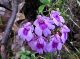21.  Physoceras castillonii  - Ø - Orchidacea  -endémique Réunion