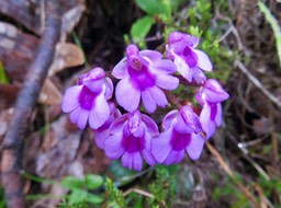 22.  Physoceras castillonii  - Ø - Orchidacea  -endémique Réunion