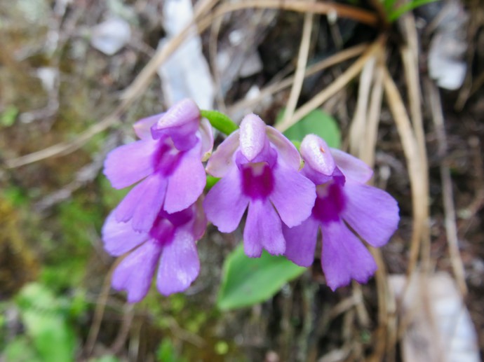 23.  Physoceras castillonii  - Ø - Orchidacea  -endémique Réunion