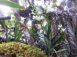 25. Beclardia macrostachya - Orchidée Muguet -  ORCHIDACEAE -indigène Réunion