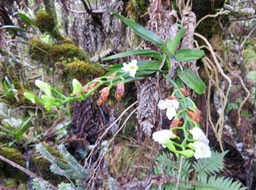 26. Beclardia macrostachya - Orchidée Muguet -  ORCHIDACEAE -indigène Réunion