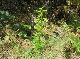 28. Habenaria frappieri - Ø - Orchidaceae - endémique Réunion