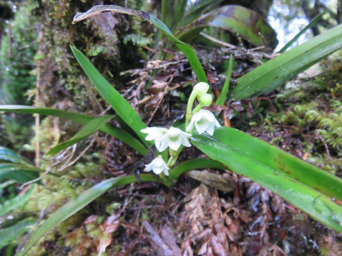 3. Angraecum striatum - Ø - Orchidaceae
