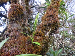 4. Benthamia nigrescens  - - Orchidaceae - Indigène Réunion IMG_1784.JPG