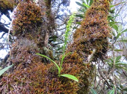 5. Benthamia nigrescens  - - Orchidaceae - Indigène Réunion