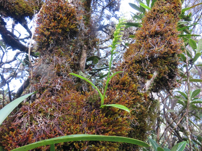 6. Benthamia nigrescens  - - Orchidaceae - Indigène Réunion