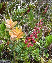 Agarista buxifolia.bois de rempart.ericaceae.indigène Réunion.P1011232