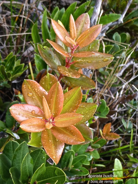 Agarista buxifolia.bois de rempart.ericaceae.indigène Réunion.P1011234