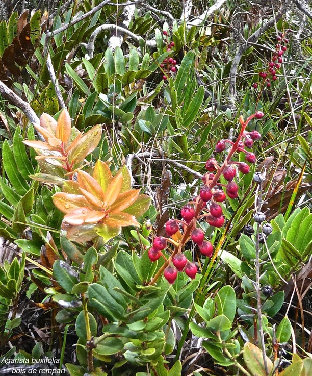 Agarista buxifolia.bois de rempart.ericaceae.indigène Réunion.P1011232