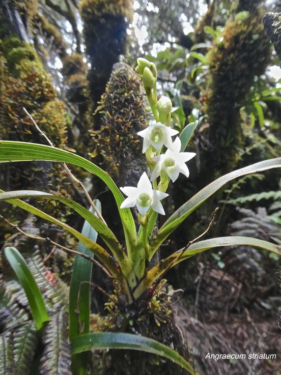 Angraecum striatum.orchidaceae.endémique Réunion.P1011175