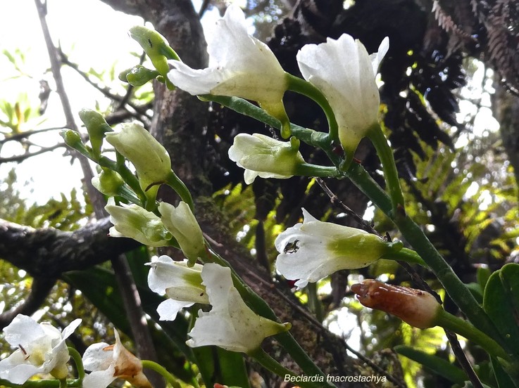 Beclardia macrostachya.orchidaceae.indigène Réunion.P1011299