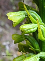 Benthamia latifolia.orchidaceae.endémique Réunion Maurice.P1011230