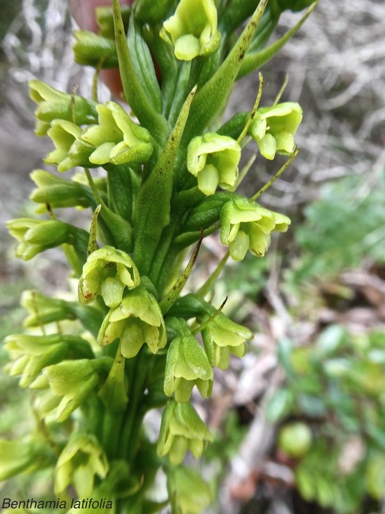 Benthamia latifolia.orchidaceae.endémique Réunion Maurice.P1011223