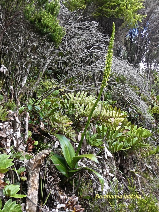Benthamia latifolia.orchidaceae.endémique Réunion Maurice.P1011220