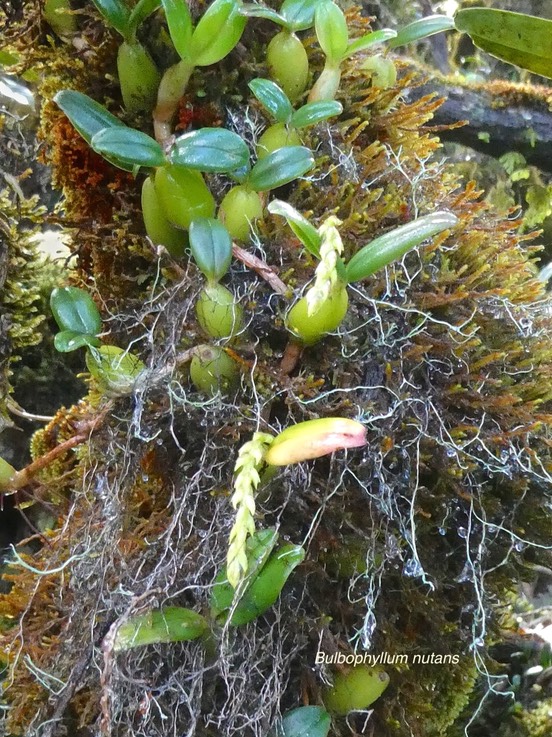Bulbophyllum nutans.Ti carambole .orchidaceae.indigène Réunion.P1011113