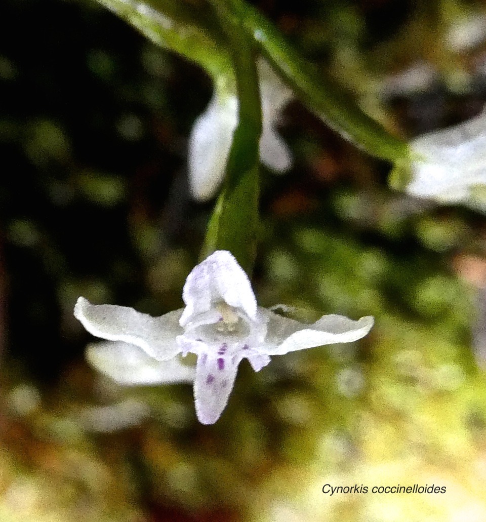 Cynorkis coccinelloides.orchidaceae.indigène Réunion.P1011422