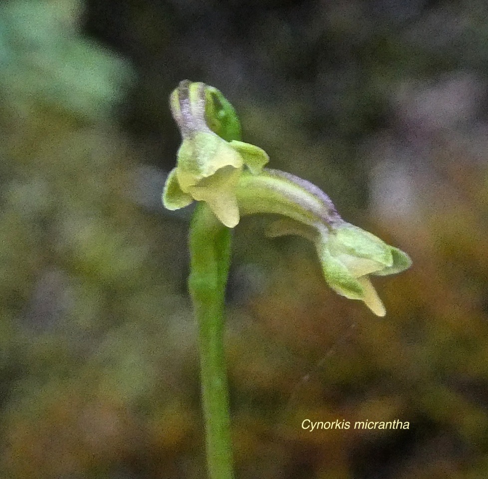 Cynorkis micrantha .orchidaceae.endémique Réunion.P1011525