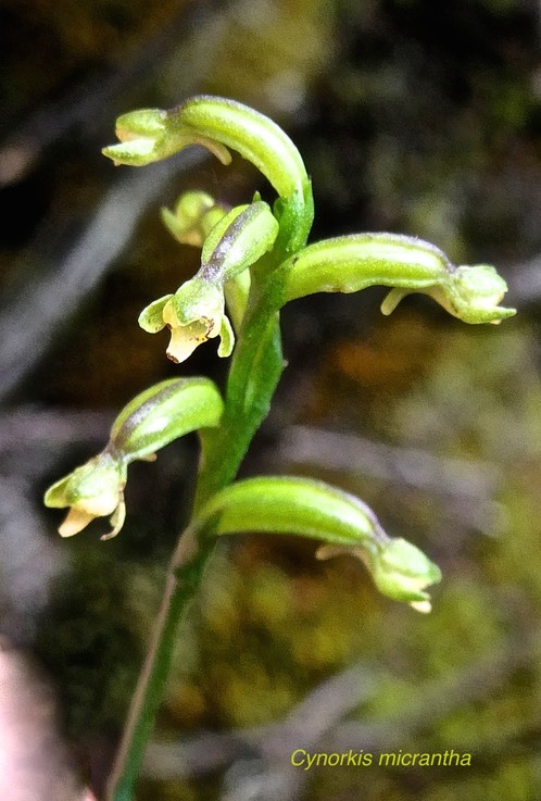Cynorkis micrantha.orchidaceae.endémique Réunion.P1011516