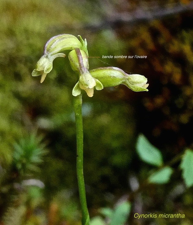 Cynorkis micrantha.orchidaceae.endémique Réunion. P1011496