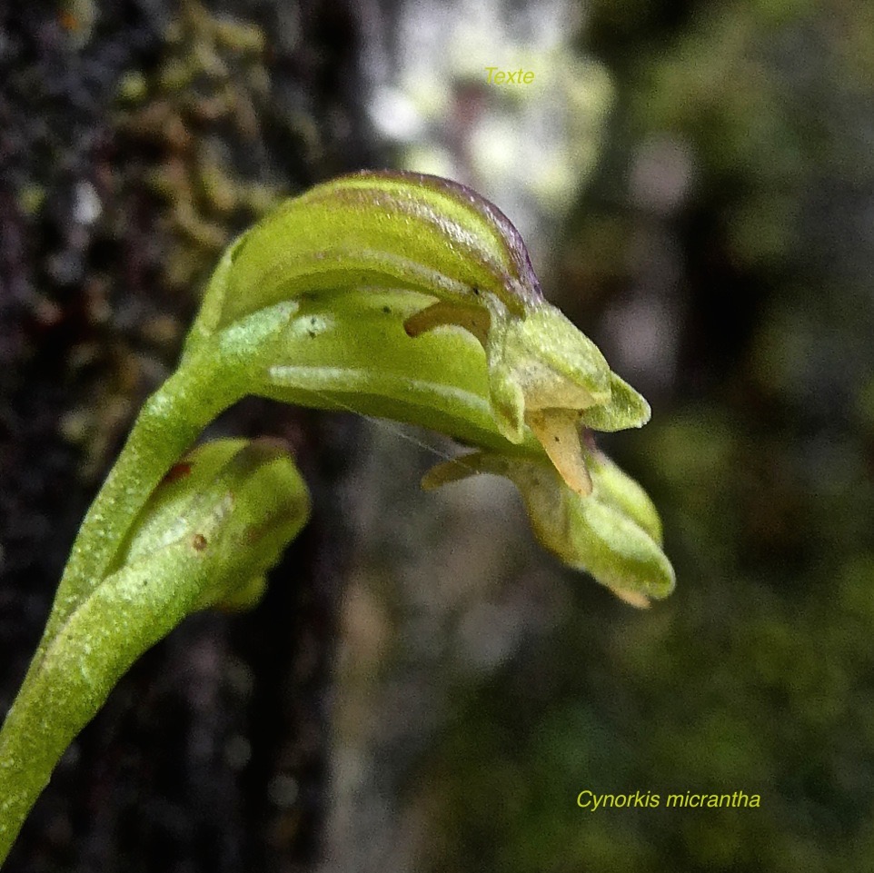 Cynorkis micrantha.orchidaceae.endémique Réunion.P1011507