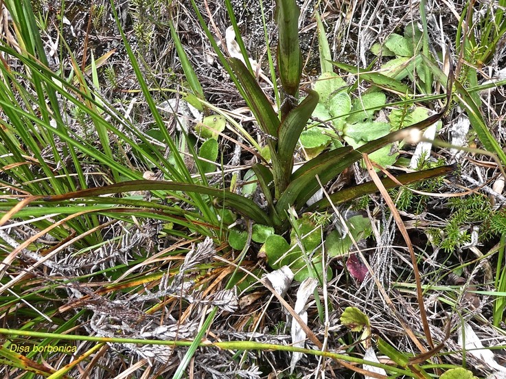 Disa borbonica .(feuilles )orchidaceae.endémique Réunion.P1011203