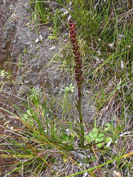 Disa borbonica .orchidaceae.endémique Réunion. P1011199