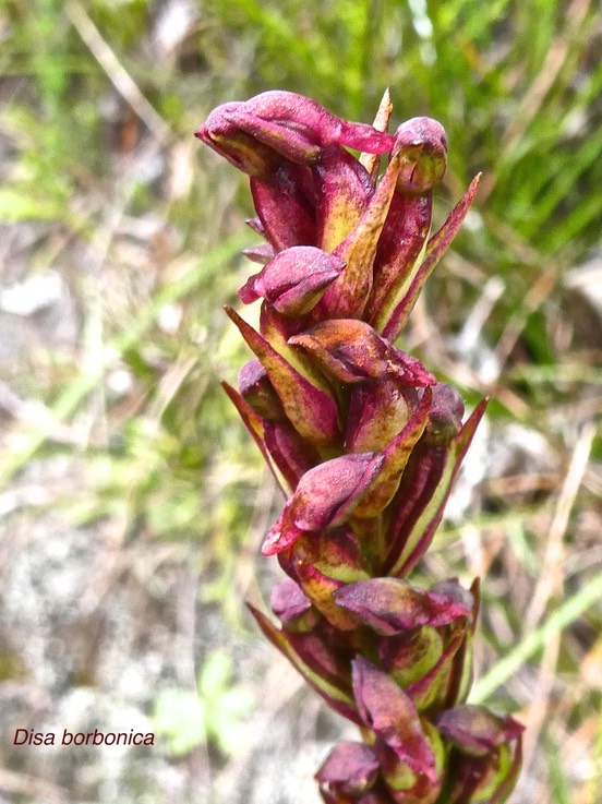 Disa borbonica.orchidaceae.endémique Réunion.P1011201