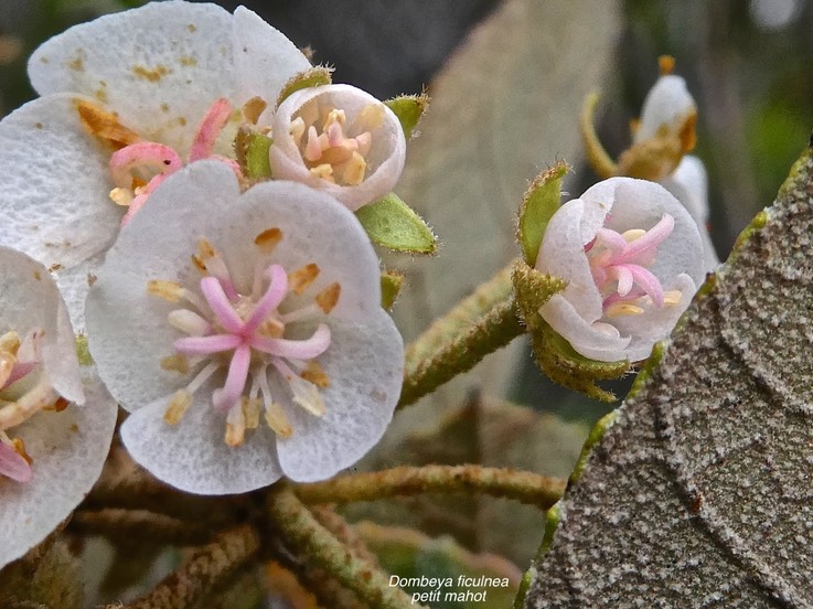Dombeya ficulnea..petit mahot.malvaceae.endémique Réunion.P1011413