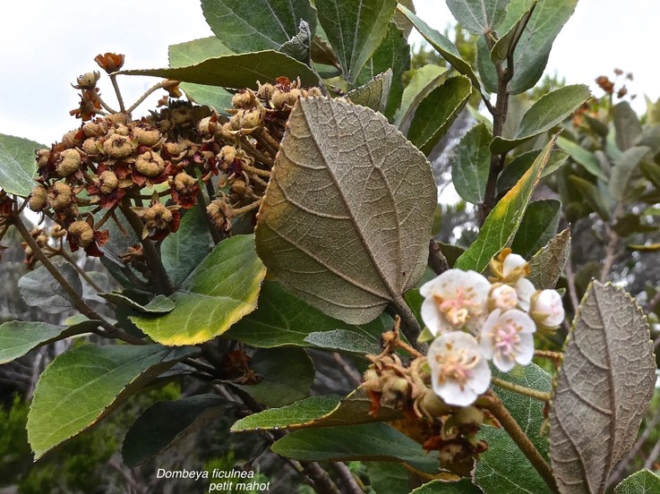 Dombeya ficulnea.petit mahot.malvaceae.endémique Réunion.P1011405