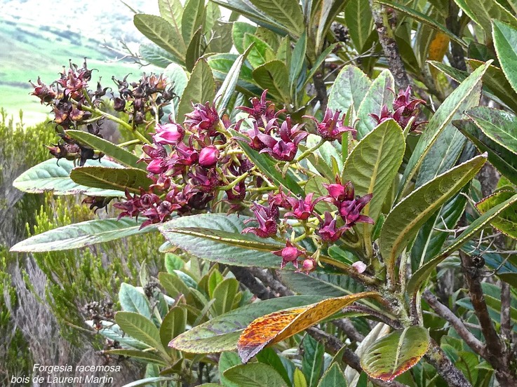 Forgesia racemosa .bois de Laurent Martin.escalloniaceae.endémique Réunion.P1011344