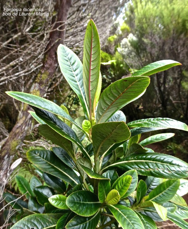 Forgesia racemosa.bois de Laurent Martin.escalloniaceae.endémique Réunion.P1011193