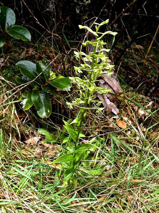 Habenaria frappieri .(ex chloroleuca ).orchidaceae.endémique Réunion.P1011303