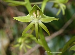 Habenaria frappieri.(ex chloroleuca ) . fleur .orchidaceae.endémique Réunion.P1011310