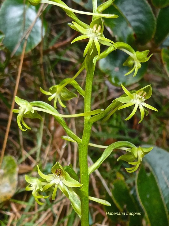 Habenaria frappieri.(ex chloroleuca.) orchidaceae.endémique Réunion.P1011315
