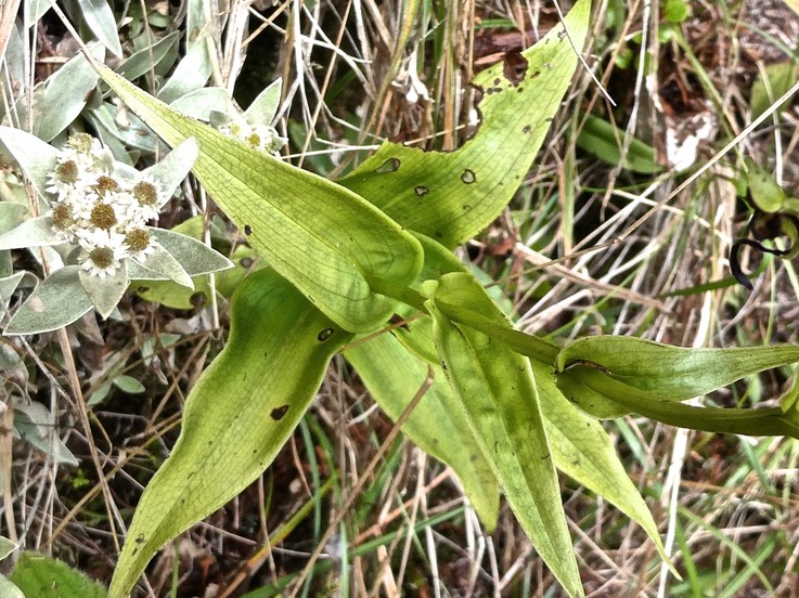 Habenaria frappieri.(ex chloroleuca ) feuilles .  orchidaceae. endémique Réunion.P1011190