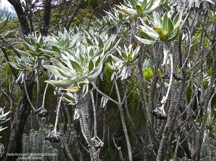 Helichrysum heliotropifolium.velours blanc .asteraceae.endémique Réunion.P1011279