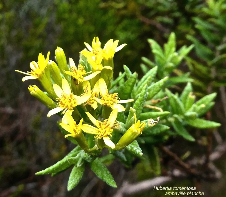 Hubertia tomentosa .ambaville blanche .asteraceae.endémique Réunion.P1011536