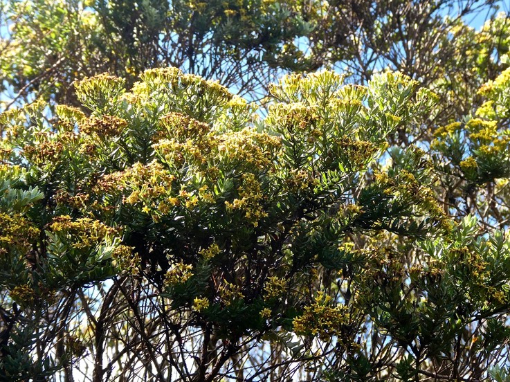 Hubertia tomentosa.ambaville blanche .asteraceae. endémique Réunion.P1011118