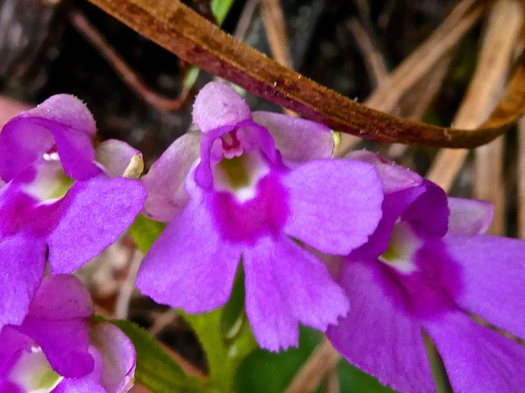 Physoceras castillonii (P Bernet) .Cynorkis castillonii. orchidaceae.endémique Réunion.P1011263