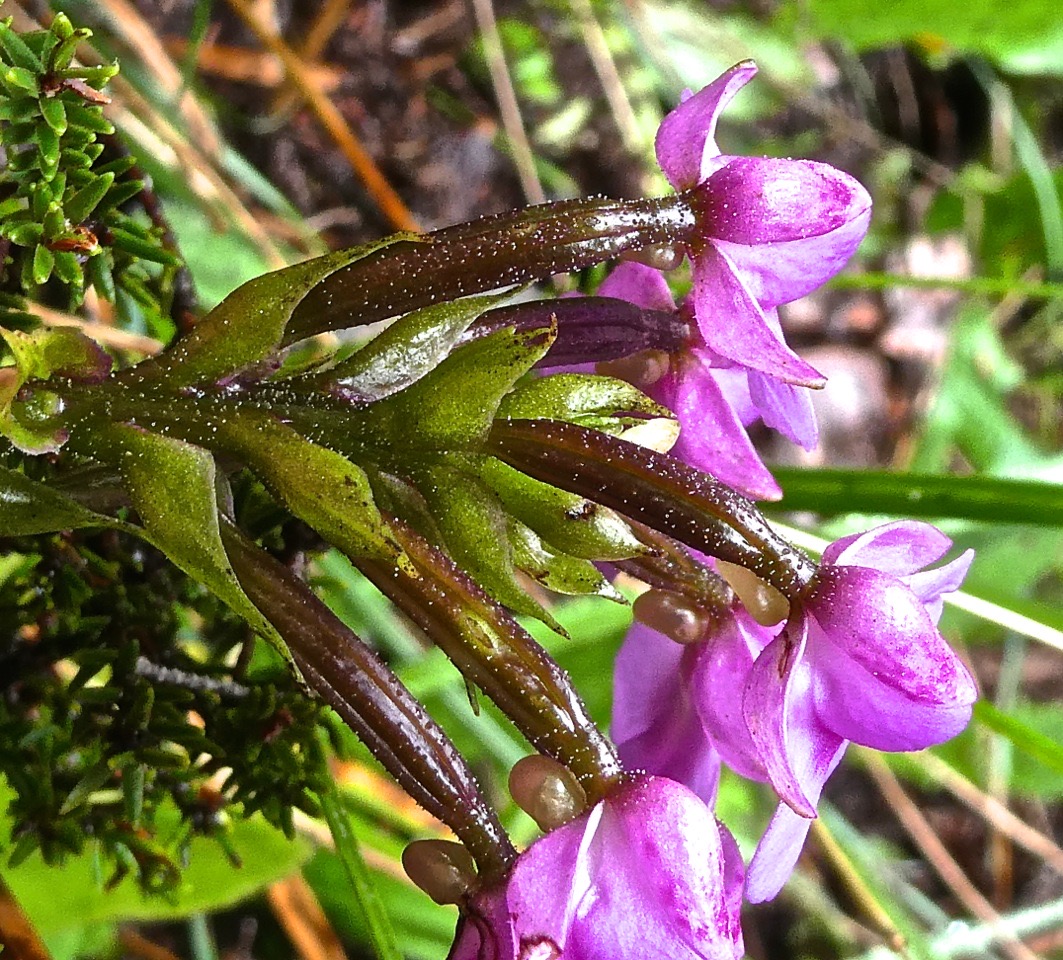 Physoceras castillonii. Cynorkis castillonii.orchidaceae.endémique Réunion.P1011249
