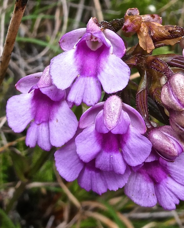 Physoceras castillonii.Cynorkis castillonii. orchidaceae. endémique Réunion.P1011209