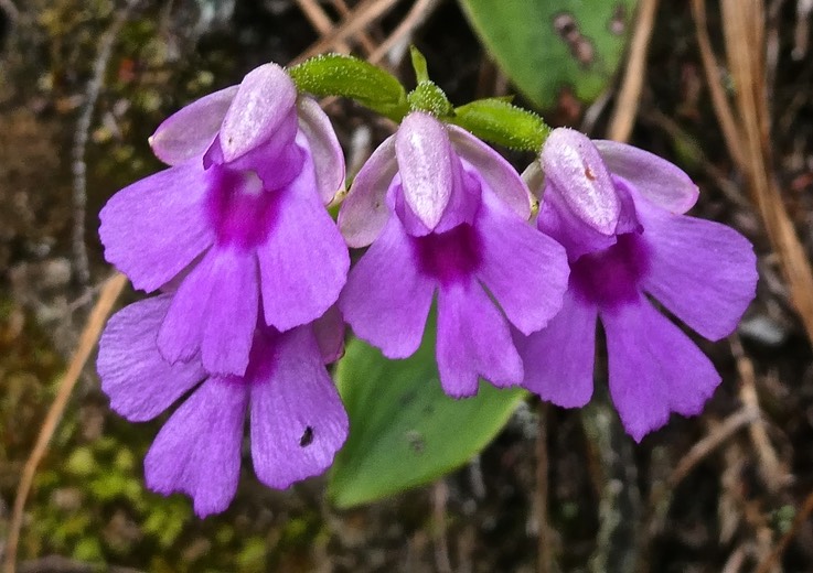 Physoceras castillonii.Cynorkis castillonii. àrchidaceae.endémique Réunion.P1011260
