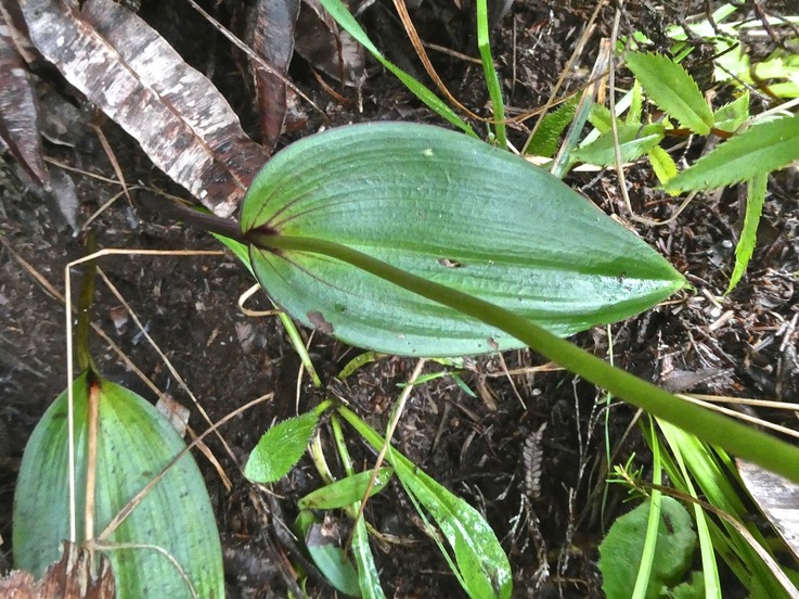 Physoceras castillonii.Cynorkis castillonii.(feuille ) orchidaceae.endémique Réunion.P1011240