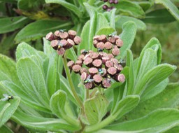 15 Psiadia anchusifolia 