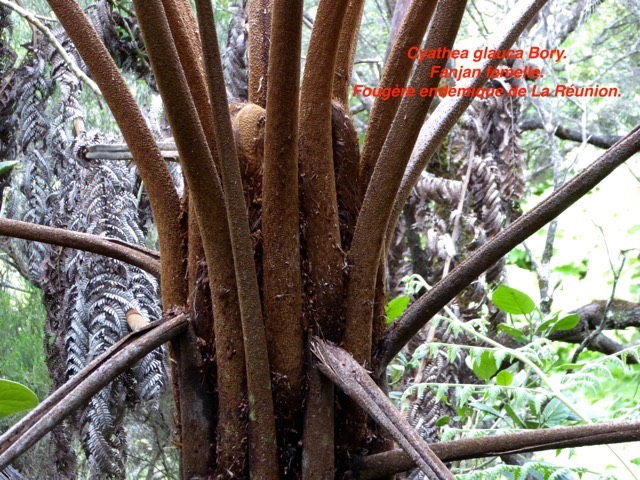 Cyathea glauca Bory. Fanjan femelle. Fougère endémique de La Réunion.