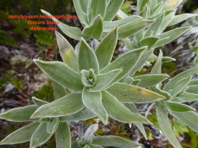 Helichrysum heliotropifolium  Velours blanc. Famille / Asteraceae - Astéracées